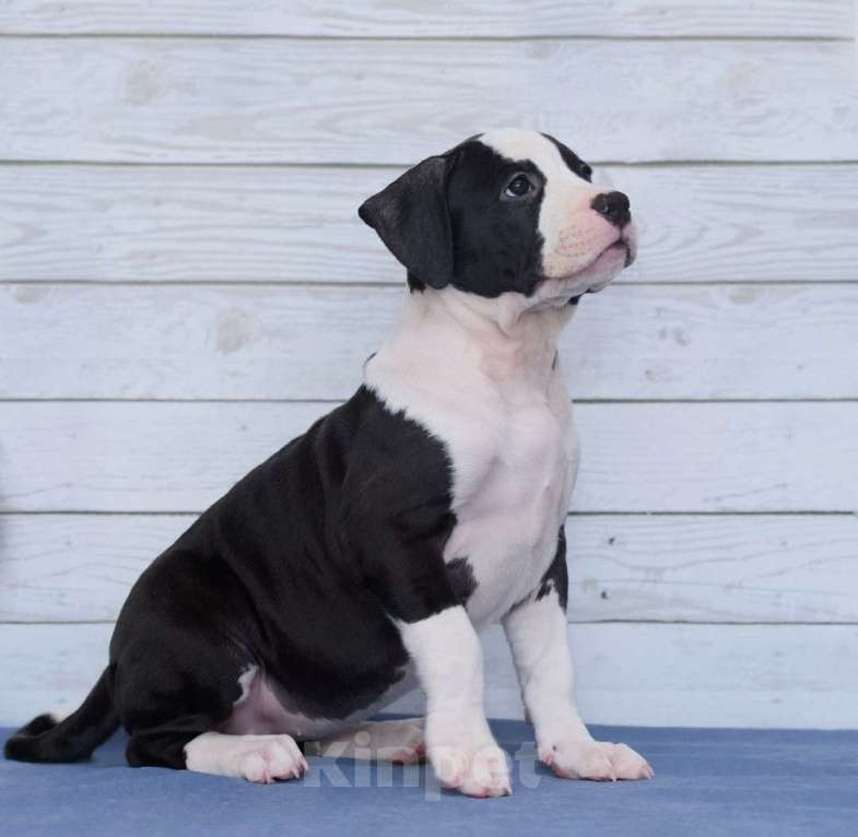 Собаки в Санкт-Петербурге: Мощная и крутая девочка амстаффа Девочка, 1 руб. - фото 8