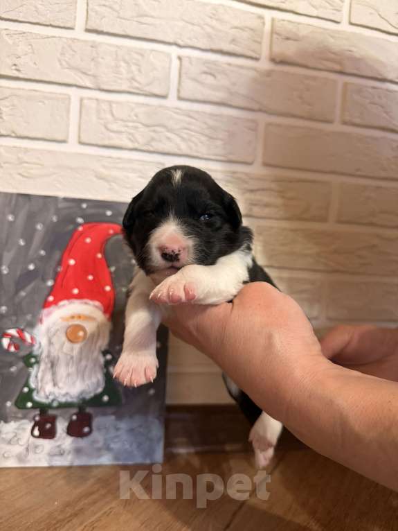 Собаки в других городах Московской области: Щенки Бордер Колли  Девочка, 90 000 руб. - фото 1