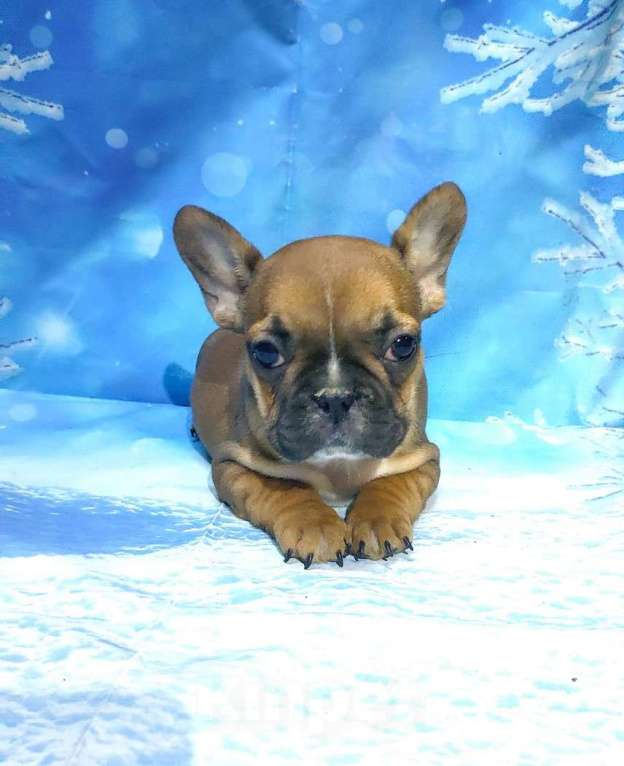 Собаки в Красноармейске: Щенки французкого бульдога Мальчик, 30 000 руб. - фото 1