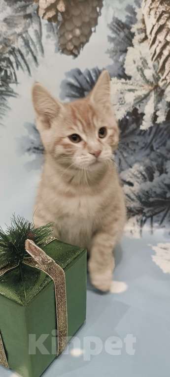 Кошки в Москве: Котята курильчата Мальчик, 35 000 руб. - фото 5