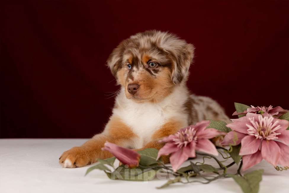 Собаки в Москве: Питомник предлагает щенков Миниатюрной Американской овчарки Разнополые, Бесплатно - фото 6