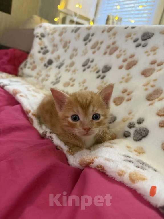 Кошки в Санкт-Петербурге: Котята в добрые руки Мальчик, Бесплатно - фото 3