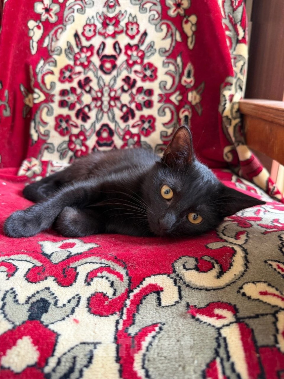Кошки в Москве: Котенок Беньямин ищет дом Мальчик, Бесплатно - фото 4