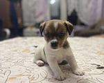 Собаки в Москве: Щенки Джек Рассел Терьер Мальчик, 20 000 руб. - фото 3