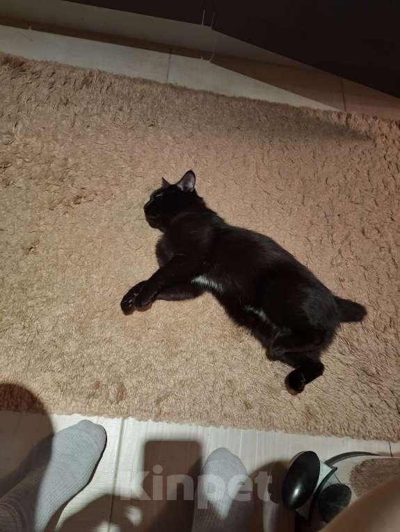 Кошки в Красногорске: В добрые руки Мальчик, Бесплатно - фото 2