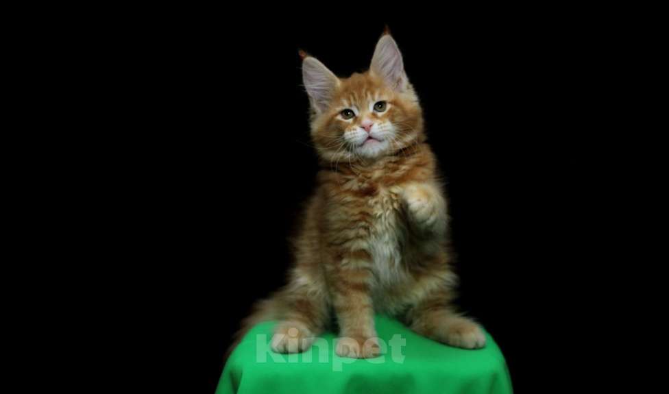 Кошки в Иваново: Котёнок мейн кун ( красный мрамор d 22 ) . Мальчик, 50 000 руб. - фото 5
