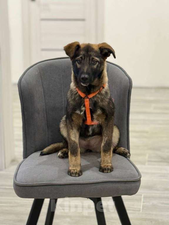 Собаки в Москве: Девочка Яра 3,5 месяца ищет дом Девочка, Бесплатно - фото 2