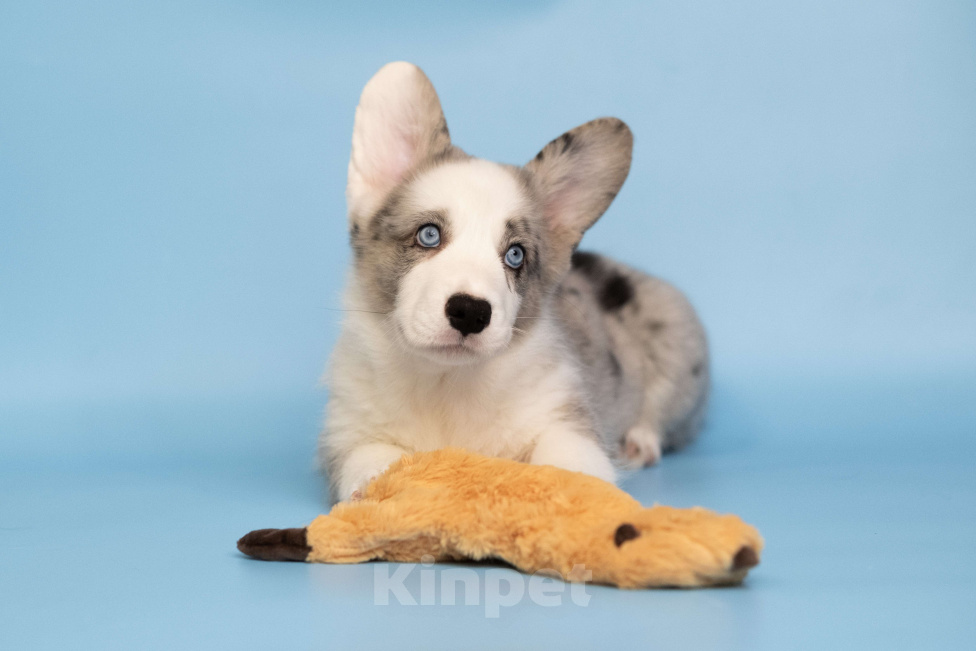 Собаки в Санкт-Петербурге: Щенок Вельш Корги Кардиган  Мальчик, Бесплатно - фото 4