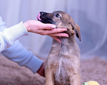 Собаки в Ногинске: Шанель - щенок в поиске дома Девочка, Бесплатно - фото 10