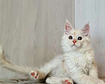Кошки в других городах Ярославской области: Котята Мейн кун Мальчик, Бесплатно - фото 2