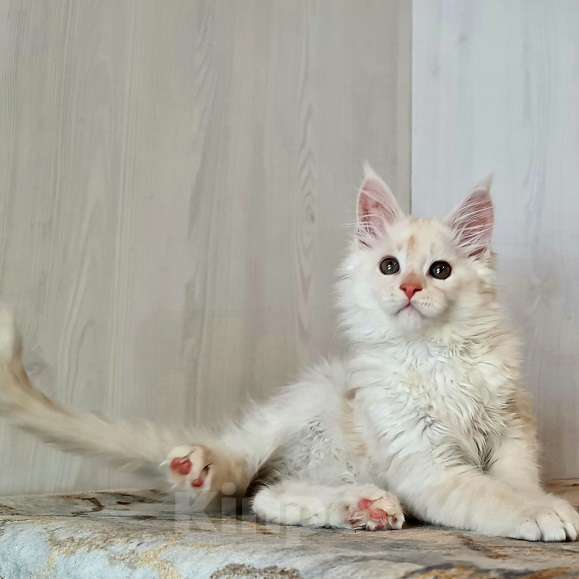 Кошки в других городах Ярославской области: Котята Мейн кун Мальчик, Бесплатно - фото 2