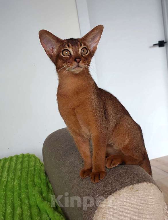 Кошки в Москве: Абиссинская красавица Девочка, 70 000 руб. - фото 3