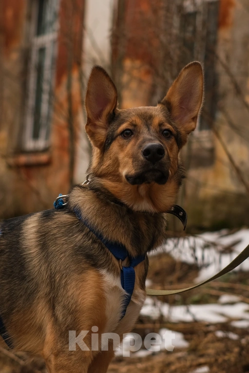 Собаки в Санкт-Петербурге: Гера из приюта в добрые руки Девочка, Бесплатно - фото 9