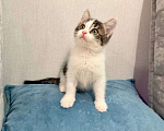 Кошки в Москве: Котёнок 2 месяца в добрые руки Мальчик, Бесплатно - фото 2