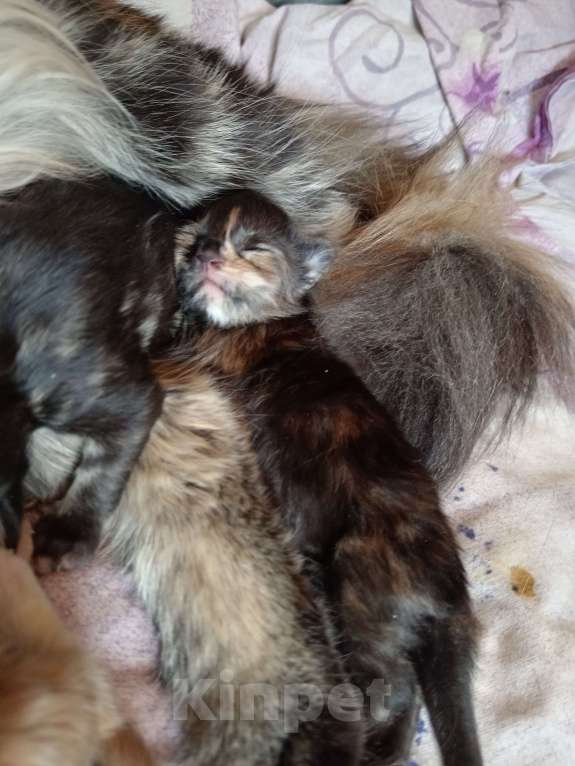 Кошки в Уфе: Мейн кун Девочка, 18 000 руб. - фото 4