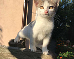 Кошки в Липецке: Маленький котик ищет дом Мальчик, Бесплатно - фото 5