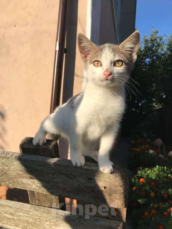 Кошки в Липецке: Маленький котик ищет дом Мальчик, Бесплатно - фото 5