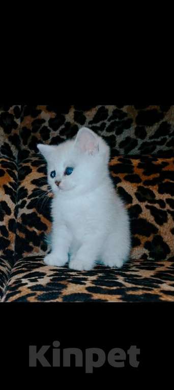 Кошки в Москве: Шикарная девочка Девочка, 8 500 руб. - фото 2