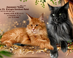Кошки в Новосибирске: Породистые котята Мейн Кун  Мальчик, 25 000 руб. - фото 1