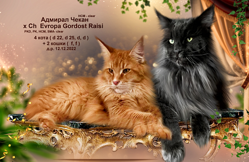 Объявление: Породистые котята Мейн Кун , 25 000 руб., Новосибирск