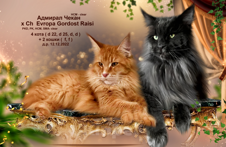 Кошки в Новосибирске: Породистые котята Мейн Кун  Мальчик, 25 000 руб. - фото 1