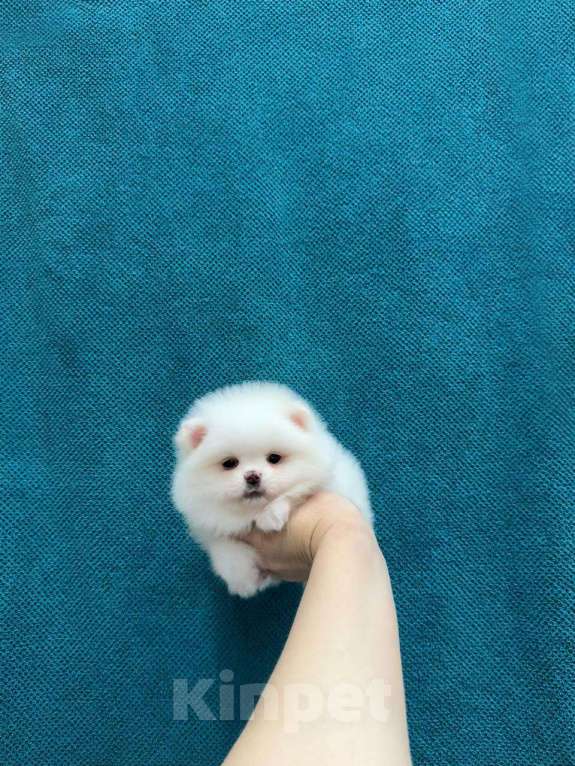 Собаки в Москве: Великолепный мальчик Мальчик, 25 000 руб. - фото 1