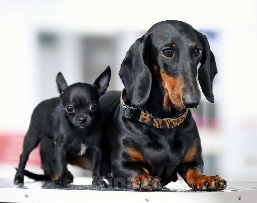 Собаки в других городах Московской области: Щенок чихуахуа мальчик чёрного окраса Мальчик, 70 000 руб. - фото 3