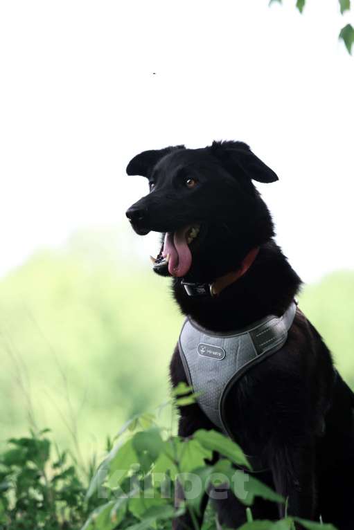 Собаки в Москве: Малыш Майли замерзает в приюте Мальчик, Бесплатно - фото 5