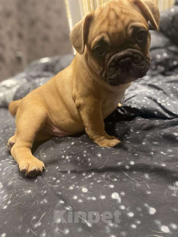 Собаки в Нижнем Новгороде: Щенок французский бульдог  Мальчик, 30 000 руб. - фото 9