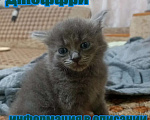 Кошки в Краснодаре: Котенок русской голубой кошки Мальчик, 800 руб. - фото 1