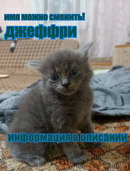 Котенок русской голубой кошки