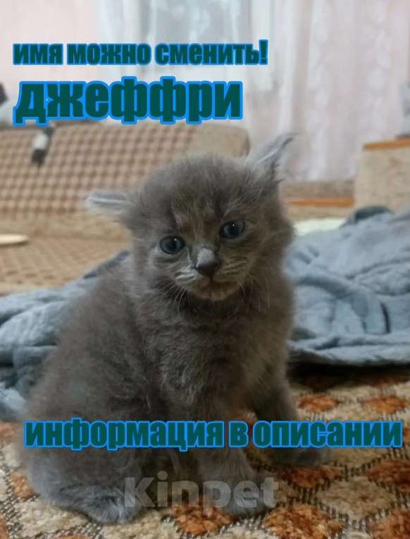 Кошки в Краснодаре: Котенок русской голубой кошки Мальчик, 800 руб. - фото 1