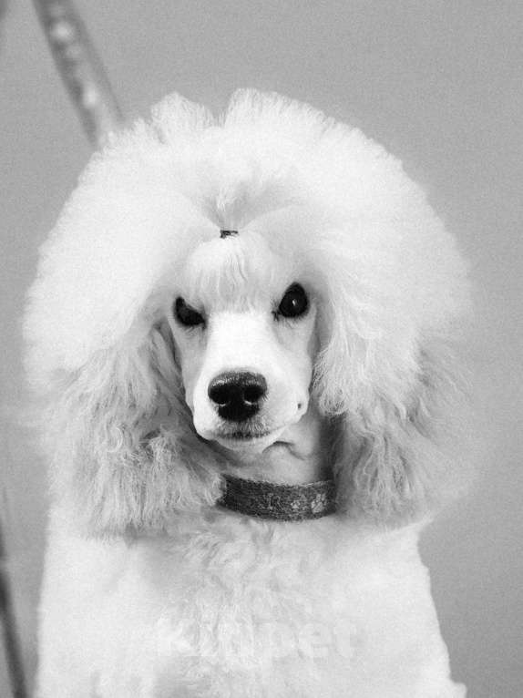 Собаки в Санкт-Петербурге: Высокопородный белый кобель Мальчик, Бесплатно - фото 3