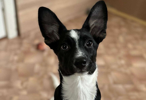 Грейс ищет дом