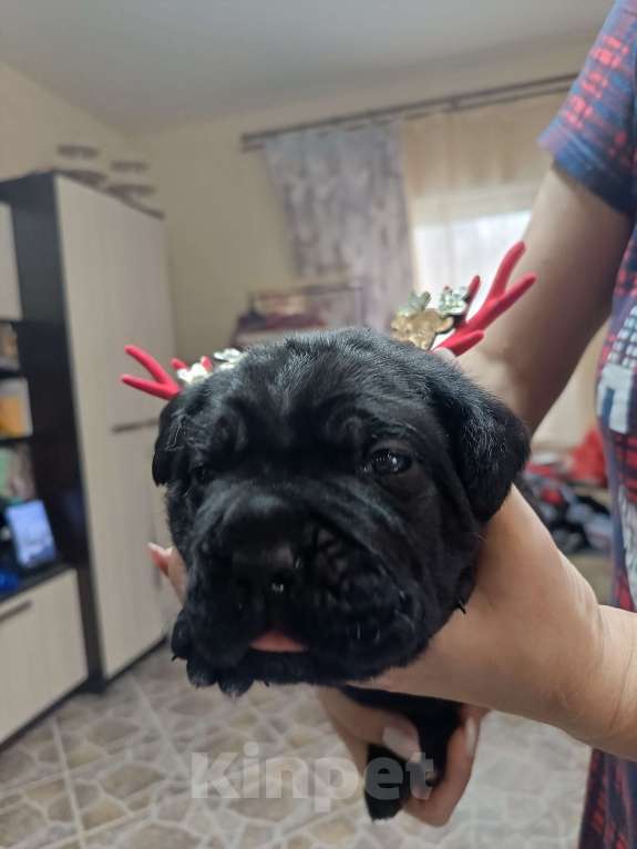 Собаки в других городах Московской области: Щенки Кане корсо Девочка, Бесплатно - фото 1