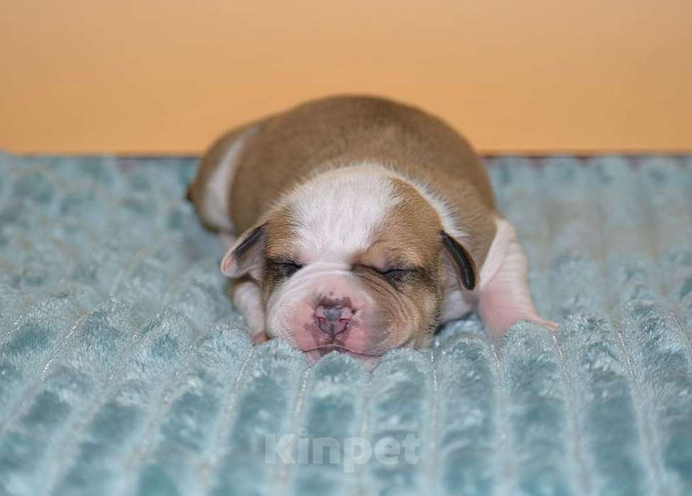 Собаки в Москве: Супер щенки амстафф Девочка, 60 000 руб. - фото 4