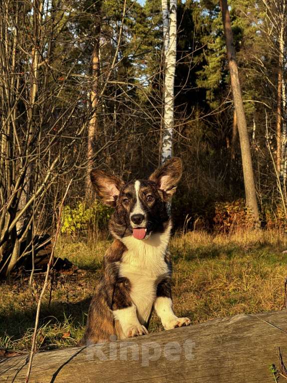 Собаки в других городах Московской области: Малыш Корги Мальчик, 35 000 руб. - фото 4
