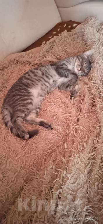 Кошки в Лысьве: Ищу новый дом с добрыми и хорошими хозяевыми, которые готовы принять моего кота. Мальчик, Бесплатно - фото 3