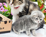 Кошки в Балашихе: Кошечка - девочка от домашней сибирской кошки. Отец вислоухий шотландец. Девочка, 7 000 руб. - фото 4