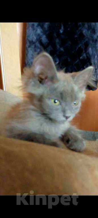 Кошки в Кемерово: Котенок 2,5 мес ищет хозяина  Мальчик, Бесплатно - фото 1