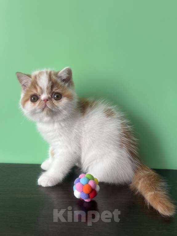 Кошки в Москве: Мальчик экзотик Мальчик, 40 000 руб. - фото 1