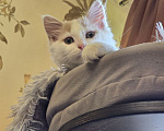 Кошки в Москве: Котенок Офелия ищет дом Девочка, Бесплатно - фото 2