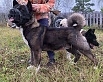 Собаки в Москве: Жених - Акита Американская, Бесплатно - фото 2