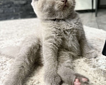 Кошки в Батайске: Наш любимчик 😻  Мальчик, Бесплатно - фото 2