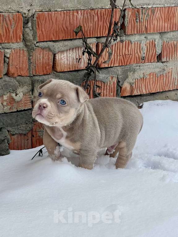 Собаки в Москве: Мальчик  Мальчик, 200 000 руб. - фото 6