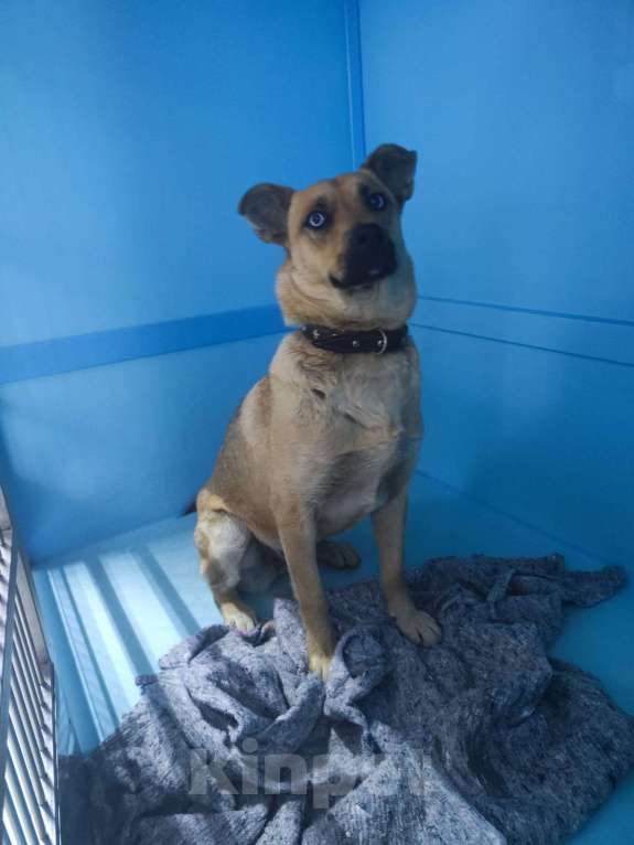 Собаки в Москве: Глаза цвета неба. Выпуск на улицу в воскресенье Девочка, Бесплатно - фото 2