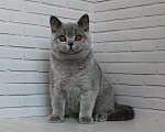 Кошки в Ульяновске: Британский голубой котенок (мальчик) Мальчик, 25 000 руб. - фото 5