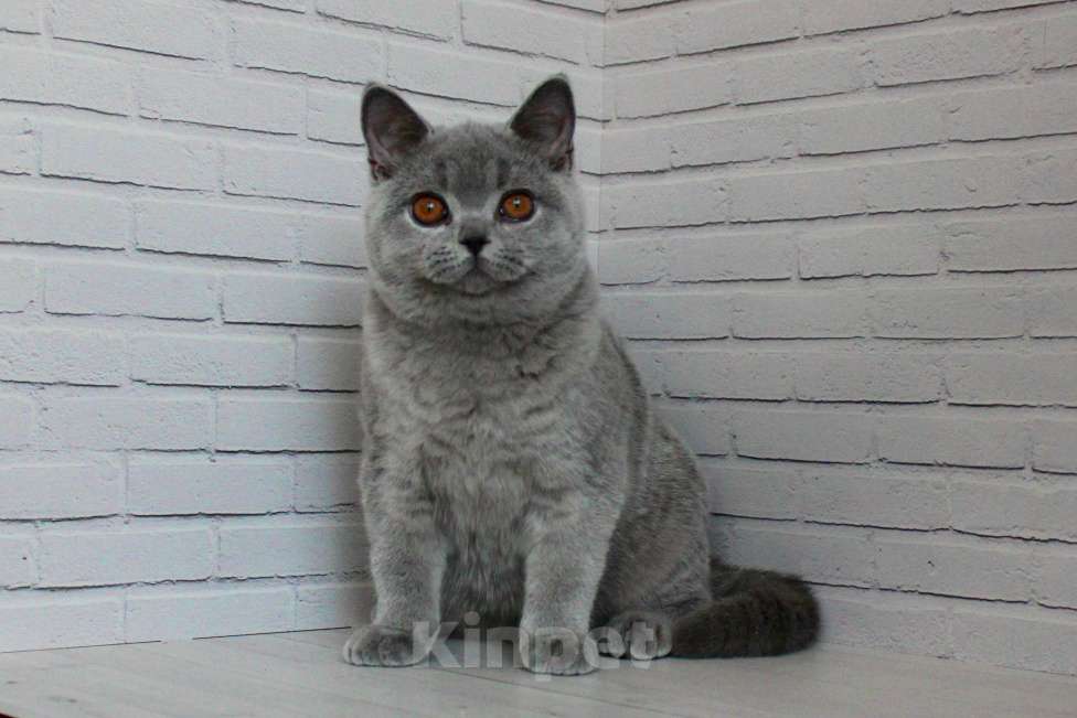 Кошки в Ульяновске: Британский голубой котенок (мальчик) Мальчик, 25 000 руб. - фото 5