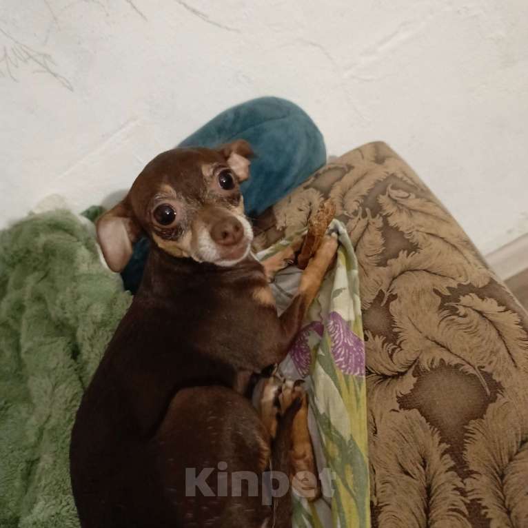 Собаки в Челябинске: Отдам в добрые руки тойчика Девочка, 300 руб. - фото 4