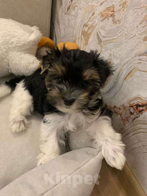 Собаки в Санкт-Петербурге: Бивер Девочка, 110 000 руб. - фото 4